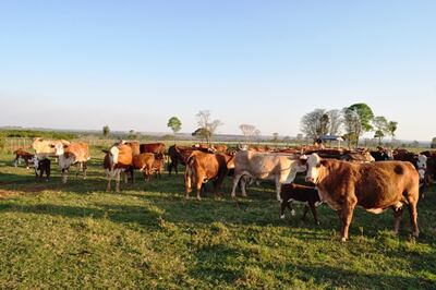 El profesional veterinario se ocupa  de  la salud animal; de las zoonosis y del bienestar animal.