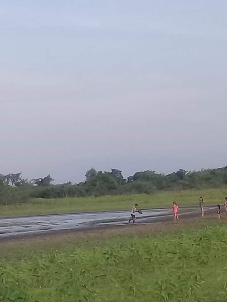 Vecinos denuncian que algunas personas siguen retirando las plantas yacaré yrupê, pese a su escases.
