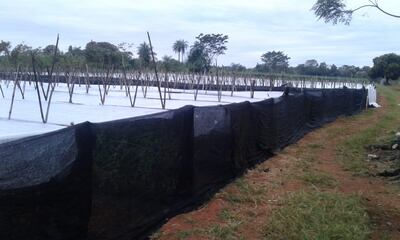 Heladas no causaron pérdidas en el campo.