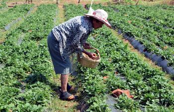 rafaela-vda-de-rodas-recolecta-algunas-de-las-frutillas-existentes-todavia-en-su-chacra--221916000000-1768482.jpg