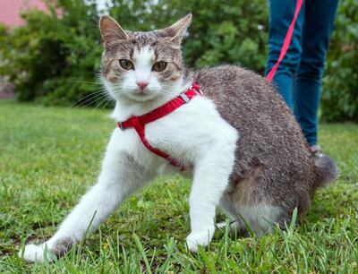 /pf/resources/images/abc-placeholder.png?d=2421