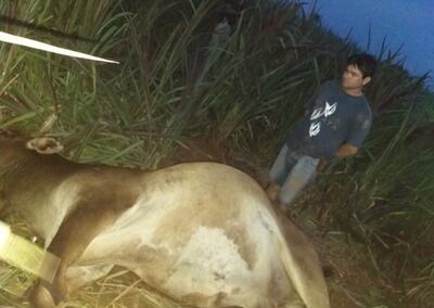 Herminio Alvarenga Rodríguez fue detenido, según la policía, cuando iba a llevar el animal vacuno robado de una granja.