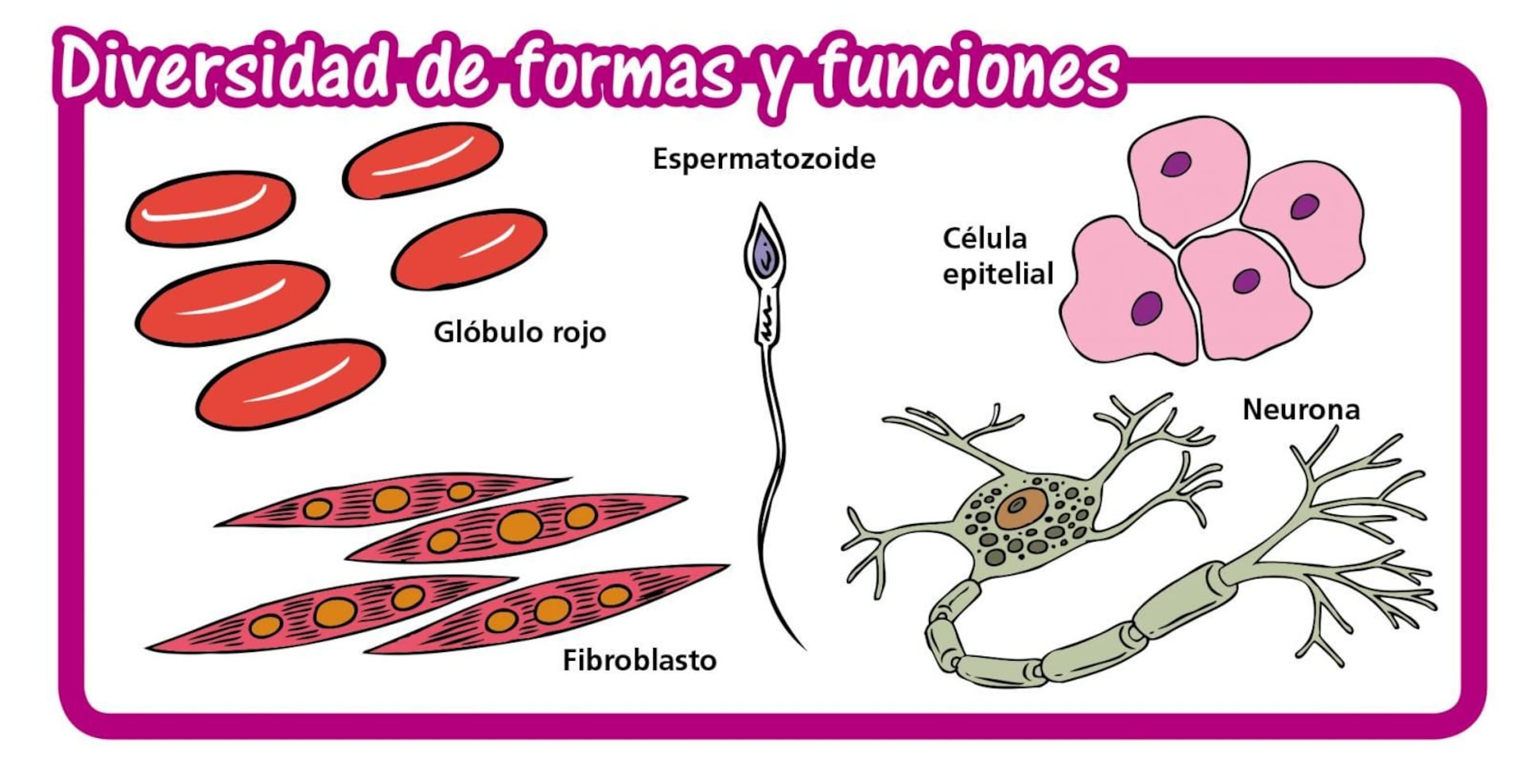 Las células - Escolar - ABC Color