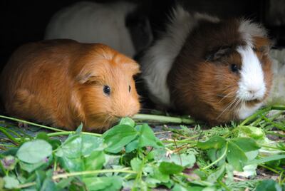 Para las cobayas, una buena mezcla de hojitas verdes es un festín.