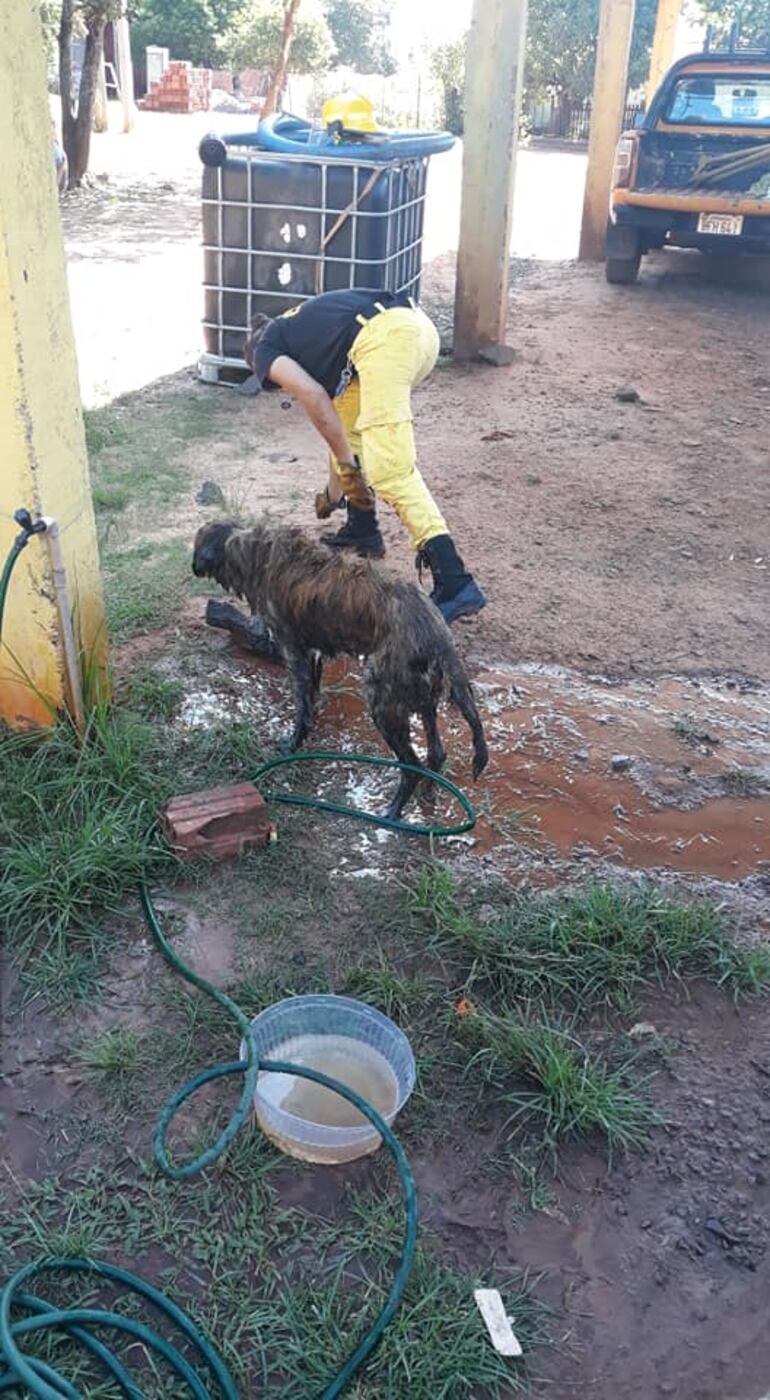 Los bomberos le dieron un baño al perro rescatado