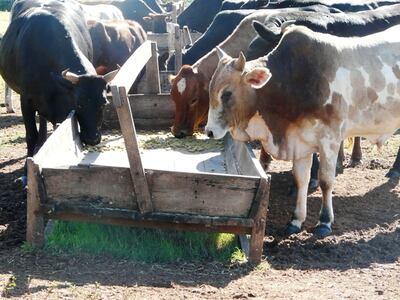 Los minerales cumplen funciones  vitales en los animales.