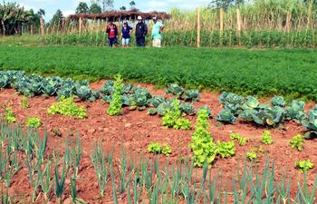 unas-setenta-familias-asentadas-en-paso-yobai-en-el-guaira-se-preparan-para-la-venta-de-su-primera-cosecha-horticola-una-de-ellas-aparece-en-la-fo-220726000000-1380618.jpg