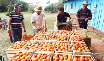 Tomateros del departamento de Caaguazú preparan sus productos para la comercialización.