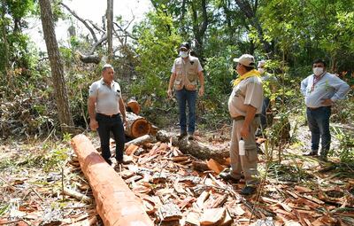 Enormes troncos de valiosos árboles fueron hallados durante los procedimientos realizados la semana pasada.  El sábado, el ministro del Mades, Ariel Oviedo,  verificó el sitio.