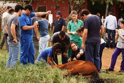 El veterinario como  profesional, cumple un rol clave en la salud y producción pecuaria.