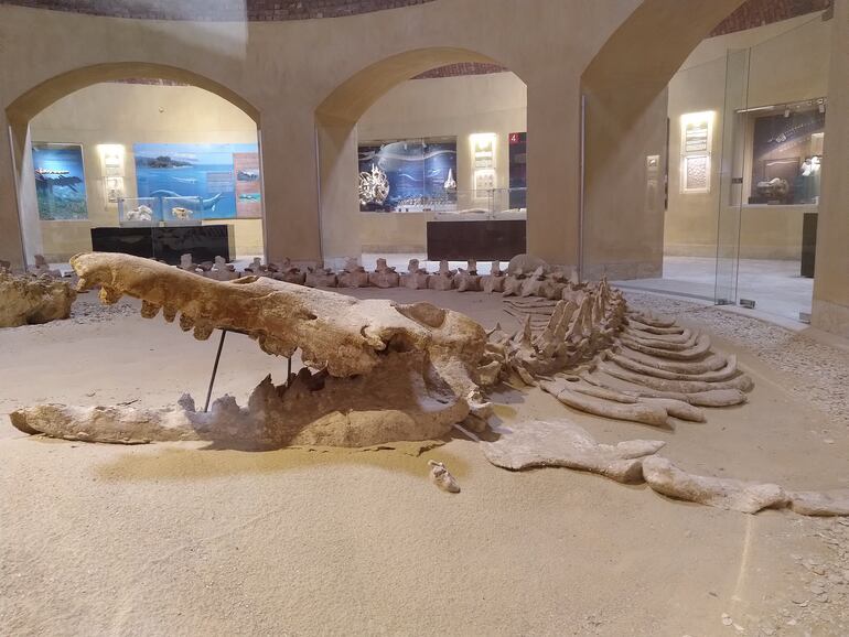 En el museo egipcio de Wadi El Hitan se exhiben fósiles del mar prehistórico, por ejemplo el mayor esqueleto intacto de un basilosaurus isis descubierto hasta ahora.