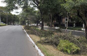 las-ramas-ubicadas-en-la-parte-inferior-de-los-arboles-fueron-cortadas-a-lo-largo-del-paseo-central-de-la-avda-santa-teresa-para-dar-mayor-iluminacio-202632000000-513886.jpg