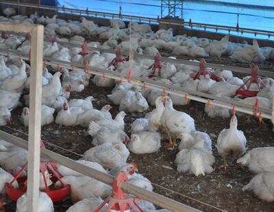 En Paraguay, la producción de pollos está muy avanzada en genética y tecnificación, incluso se exporta.