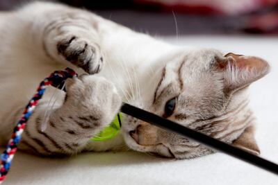 Los gatos sólo deberían comer trocitos prefabricados como premio a una actividad.