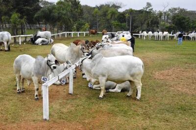 El V Congreso Internacional Agropecuario se realizará el 19 y 20 de setiembre en Loma Plata.