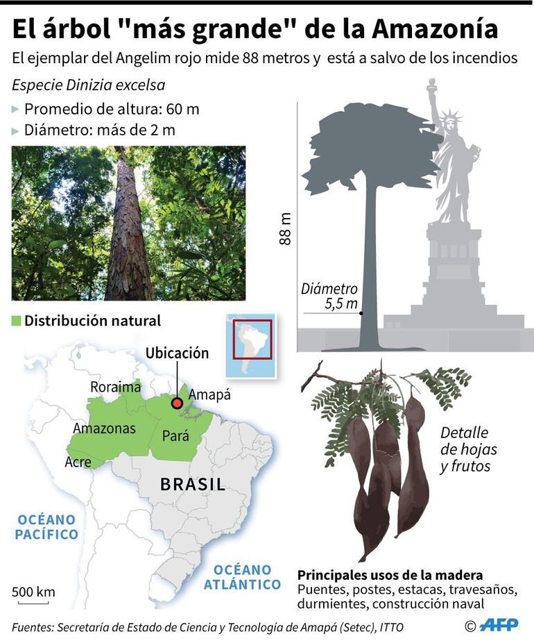 El árbol "más grande" de la Amazonía.