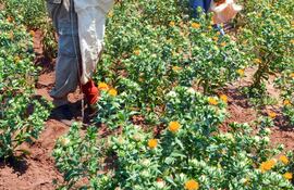 crece-interes-por-el-cultivo-del-azafran-214054000000-1385729.jpg