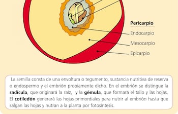 la-semilla-consta-de-una-envoltura-o-tegumento-sustancia-nutritiva-de-reserva-o-endospermo-y-el-embrion-propiamente-dicho-en-el-embrion-se-distingu-213054000000-1454667.jpg