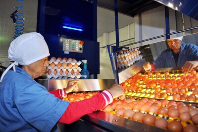 La tecnología en avicultura permite tener una producción de punta y de buena calidad, tanto en huevo como en carne.