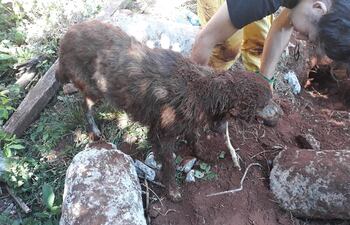 Bomberos rescataron a un perro que aparentemente fue enterrado vivo