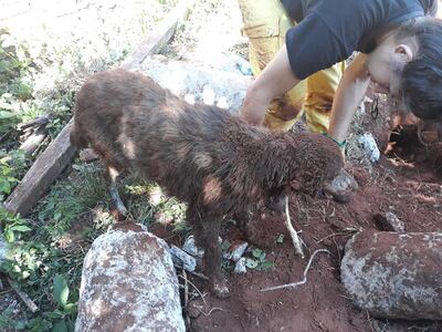 Bomberos rescataron a un perro que aparentemente fue enterrado vivo