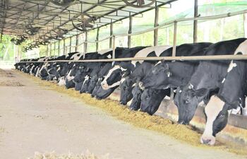 nutricion-y-suplementacion-en-vacas-lecheras-103803000000-1464293.JPG
