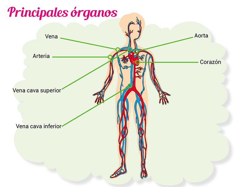 aparato circulatorio