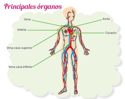 Aparato circulatorio