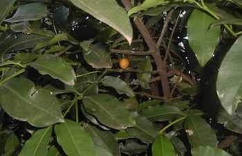 achachairu-61930000000-1058493.JPG