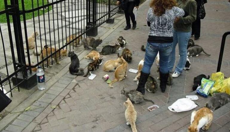 Gatos de la plaza principal de Miraflores.