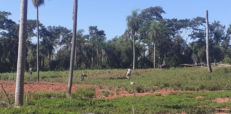 Piden mayor apoyo para productores.