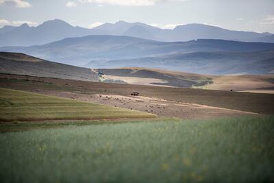 Campos de canola cerca de Swellendam, Sudáfrica.