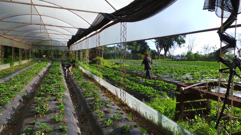 En Estanzuela hay unas 50 hectáreas de frutilla cultivada.