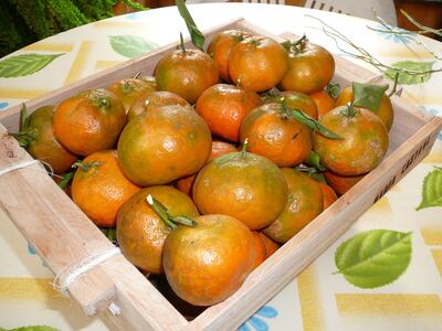El cultivo de mandarina es una interesante alternativa para la diversificación productiva.