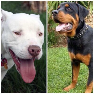 Los peludos de la raza pitbull y rottwailer son muy lindos, grandes y pueden ser buenos compañeros.