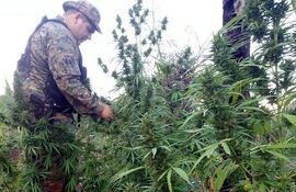un-agente-policial-inspecciona-algunos-de-los-arbustos-en-la-plantacion-hallada-en-canindeyu--234045000000-558212.jpg