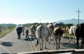 en-el-tramo-acahay-la-colmena-los-animales-vacunos-caminan-en-tropas-delante-de-los-vehiculos--212719000000-563377.jpg