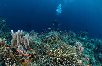 arrecife-indonesia-113202000000-1561178.jpg