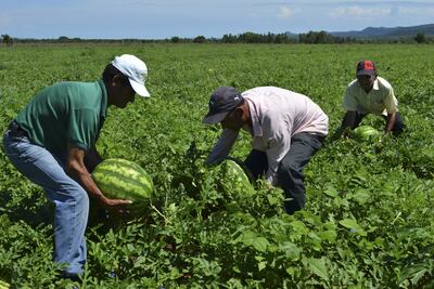 Está demostrado que la sandía posee innumerables propiedades para la salud.