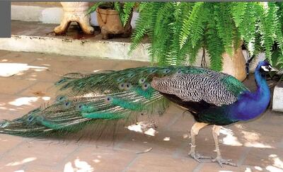 Imagen sin descripción