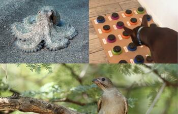 Las llamativas habilidades comunicativas del pulpo, la inteligencia de la perrita Stella y el trinar de las aves de la especie "Indicador Grande" son pruebas de la increíbles destrezas animales.
