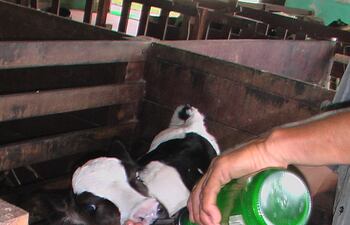 cuidados-del-ternero-al-nacimiento-91733000000-1659178.jpg