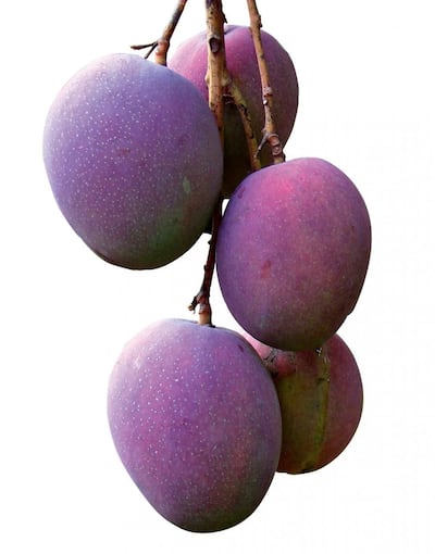 Imagen sin descripción