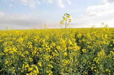 La canola se ha posicionado como un interesante rubro alternativo de invierno que genera buena renta.