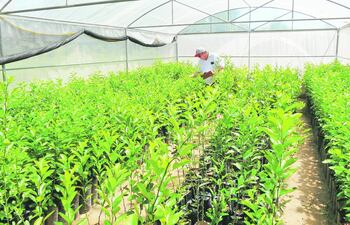 certificacion-de-mudas-citricas-101758000000-1450671.JPG
