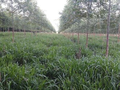 Los sistemas agroforestales contribuyen  al cuidado del ambiente, del  suelo y árboles.