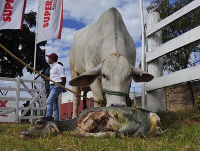 La vaca de la raza Brahman cuidando de su cría.