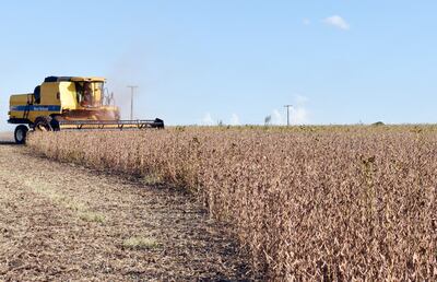 El clima, con buenas lluvias, favoreció este año a la soja, que está en plena cosecha.