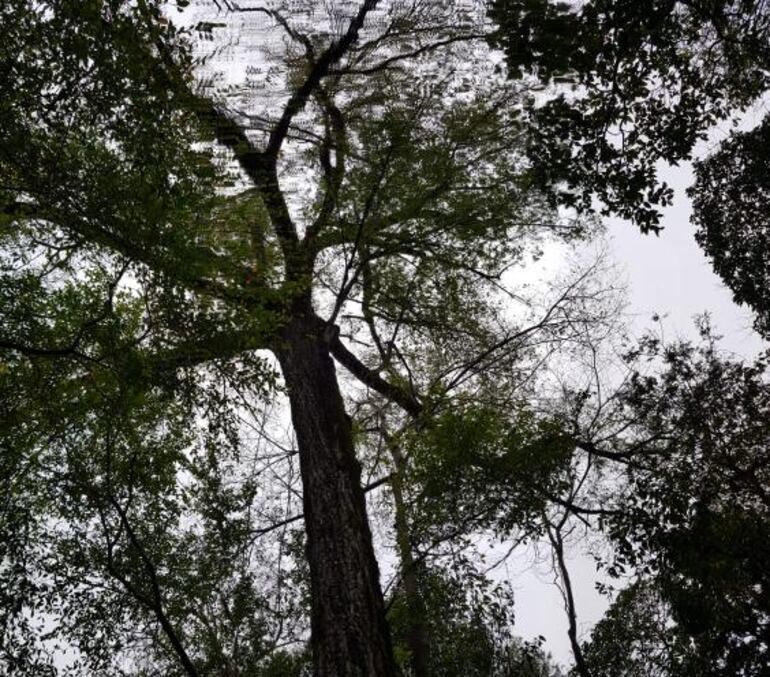La copa de un frondoso &aacute;rbol ka'i ka'ygua, extiende su ramas al cielo. Foto: Marta Escurra, ABC Color.