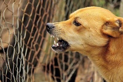 ¿Por qué es agresivo?